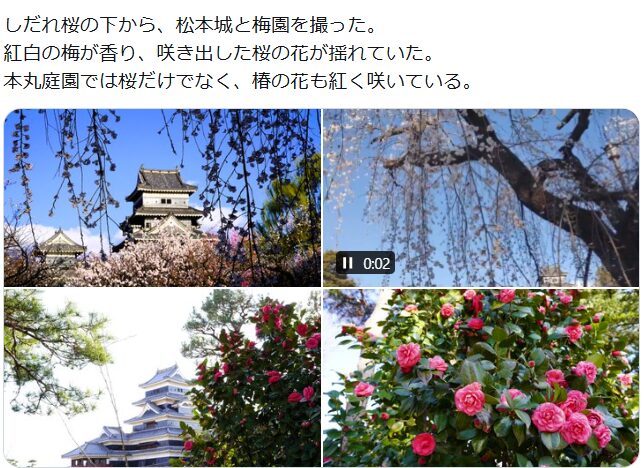 松本城桜祭り2026